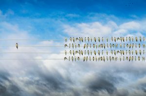 money-manager-birds-on-wire-individuality-concept